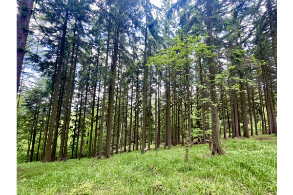 kamiennogórski, Kamienna Góra, Przedwojów, Grunty zalesione - lasy 20 ha