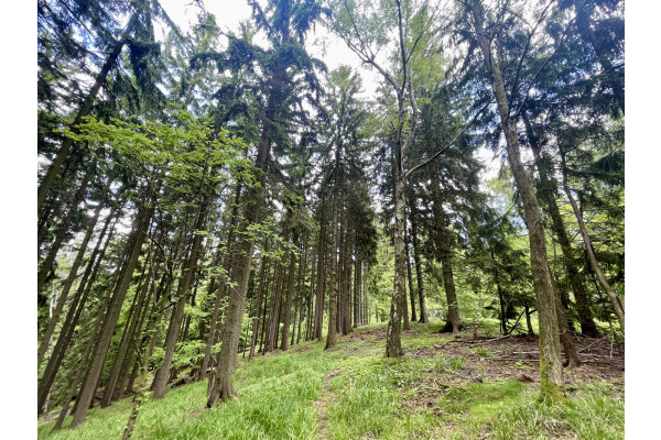 kamiennogórski, Kamienna Góra, Przedwojów, Grunty zalesione - lasy 20 ha