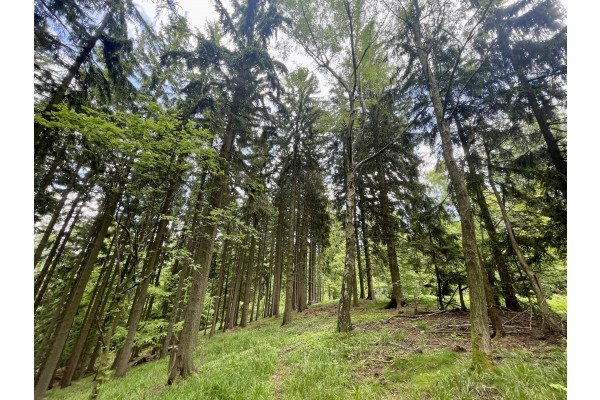 kamiennogórski, Kamienna Góra, Przedwojów, Grunty zalesione - lasy 20 ha