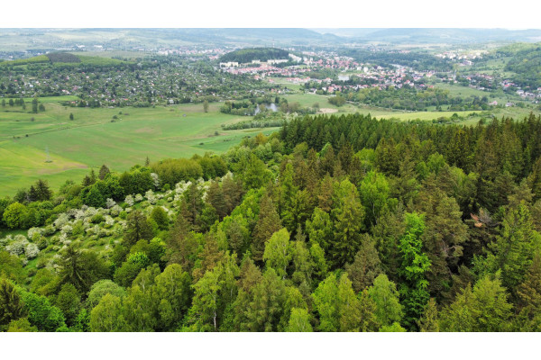 kamiennogórski, Kamienna Góra, Przedwojów, Grunty zalesione - lasy 20 ha