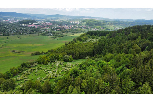 kamiennogórski, Kamienna Góra, Przedwojów, Grunty zalesione - lasy 20 ha