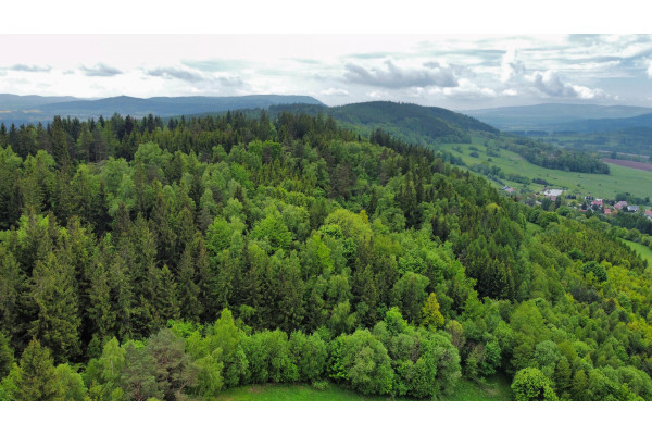 kamiennogórski, Kamienna Góra, Przedwojów, Grunty zalesione - lasy 20 ha