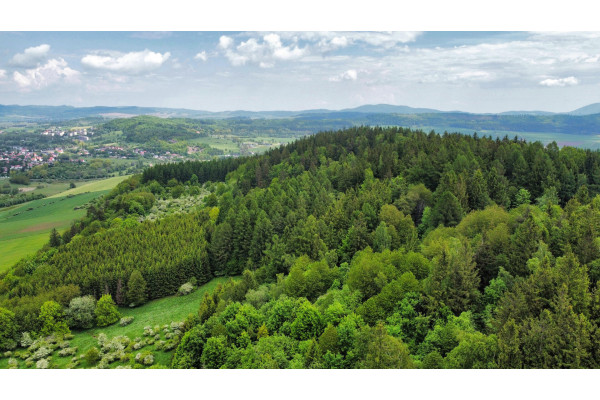 kamiennogórski, Kamienna Góra, Przedwojów, Grunty zalesione - lasy 20 ha